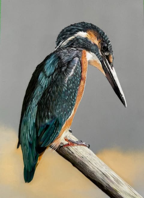 brian bailey kingfisher on a stump(1)