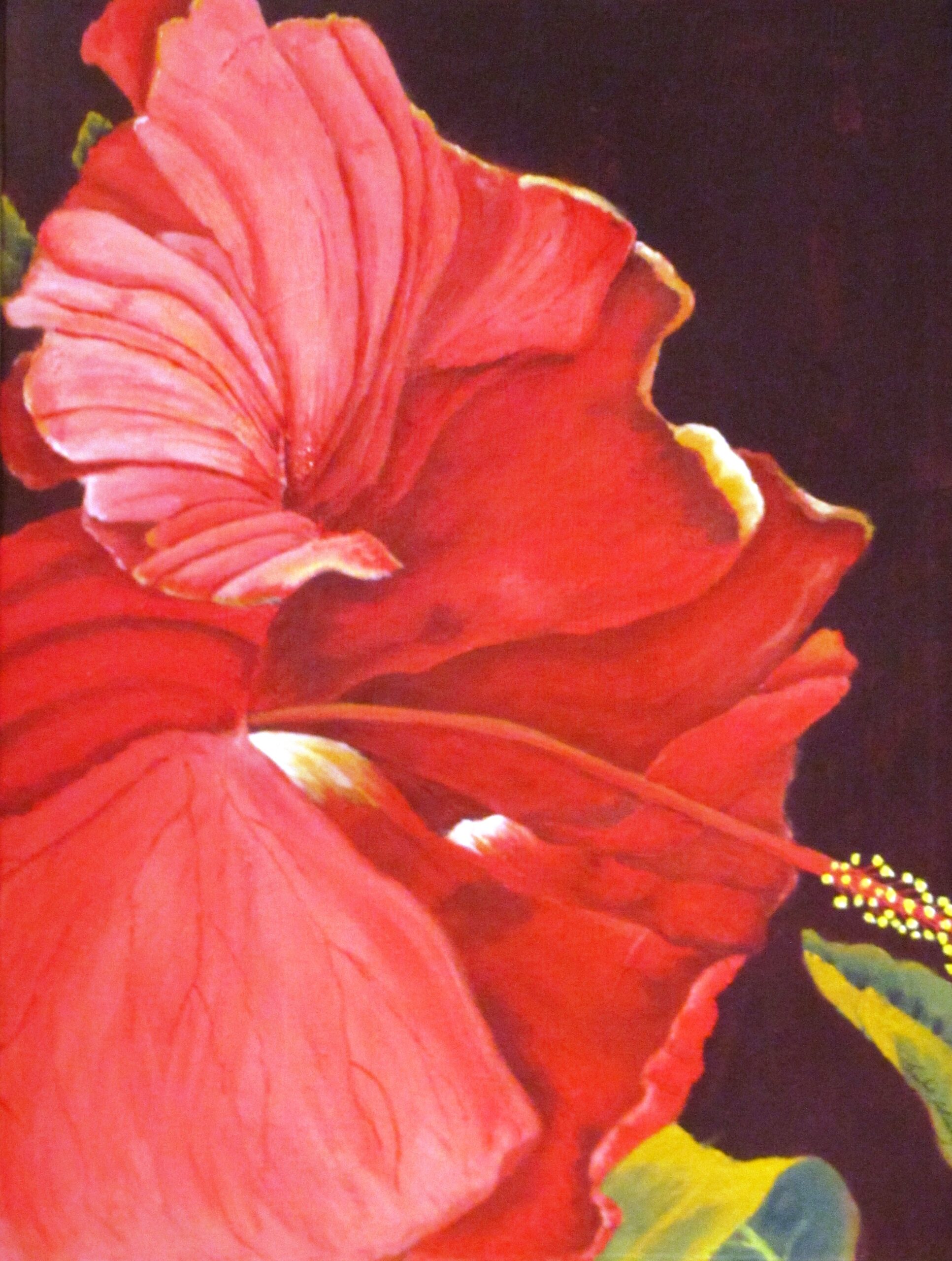 hibiscus