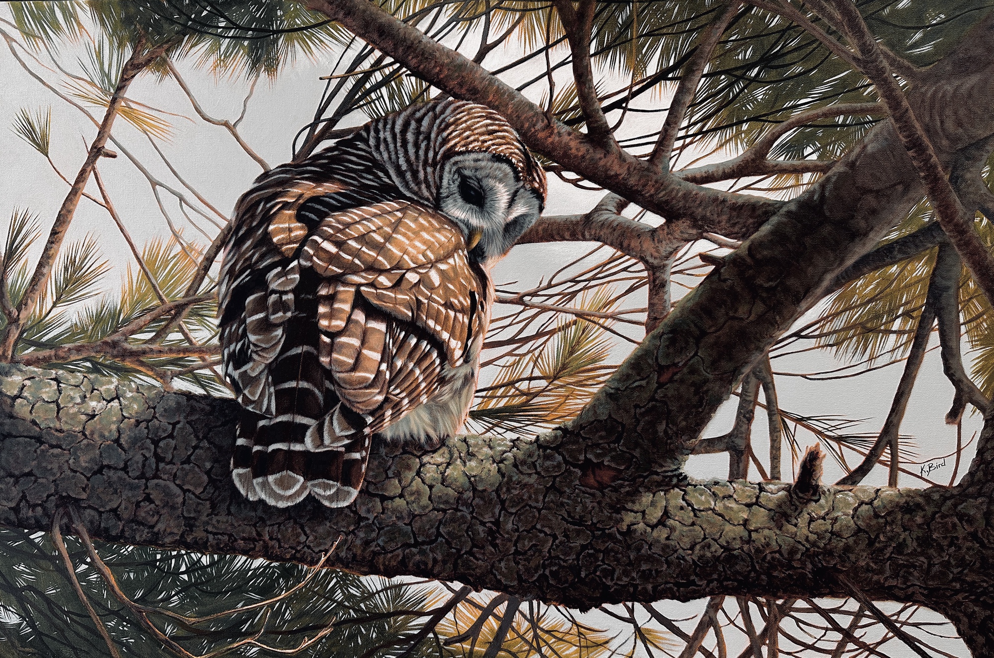 a stirring in the pines xxl