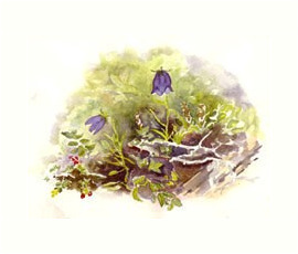 Aileen Merriam arctic harebells watercolour