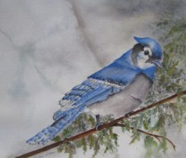Jackie Coldrey blue jay