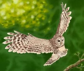 Brian Bailey brian bailey barred owl