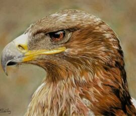 Brian Bailey brian bailey golden eagle
