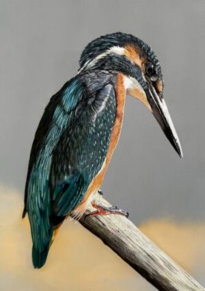 brian bailey kingfisher on a stump