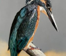 Brian Bailey brian bailey kingfisher on a stump