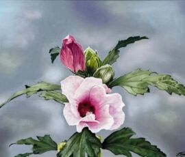 Brian Bailey brian bailey rose of sharon