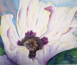 White Poppy white poppy