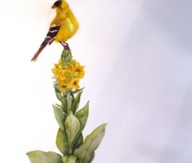 Jackie Coldrey goldfinch on mulliun