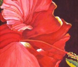 Jackie Coldrey hibiscus