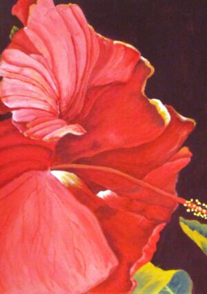 Jackie Coldrey - Hibiscus