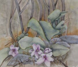 Jackie Coldrey provincial may flowers