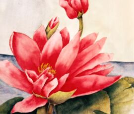 Jackie Coldrey sunny days are here, waterlily
