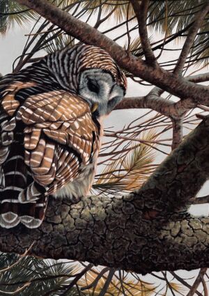 Kristi Bird - a stirring in the pines
