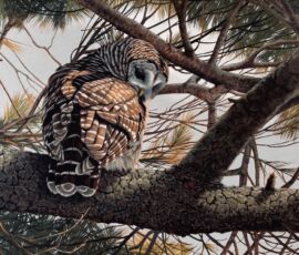 Kristi Bird a stirring in the pines xxlb