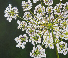 Barbara Jordan jordan queen annes lace