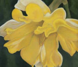 Barbara Jordan jordan ruffled daffodil