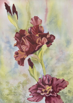 Sherry Rogers - Iris