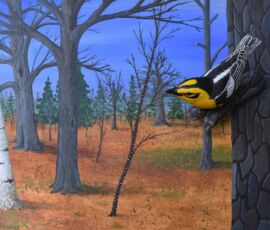 blackburnian ted stewart